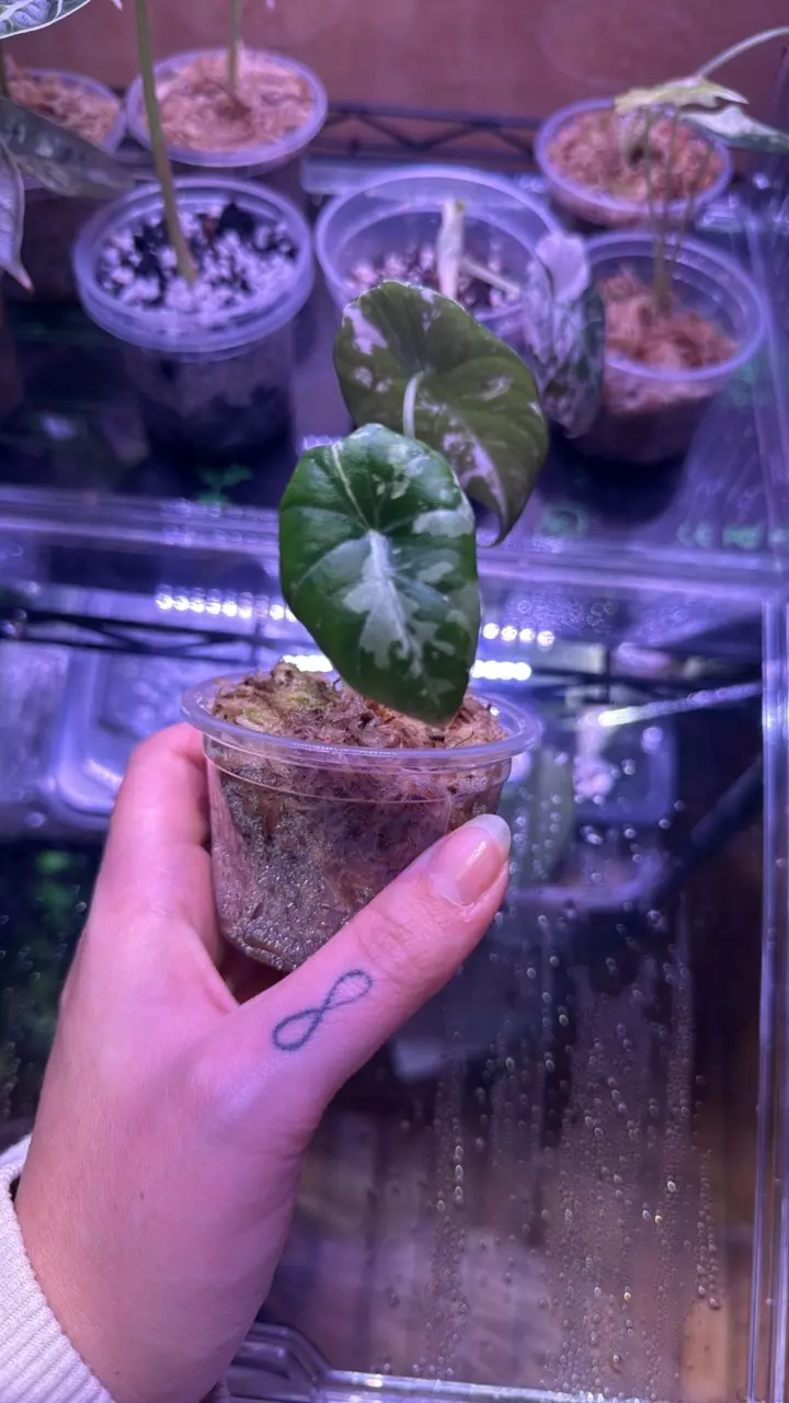 plant/🦄Maharani Albo🦄-1