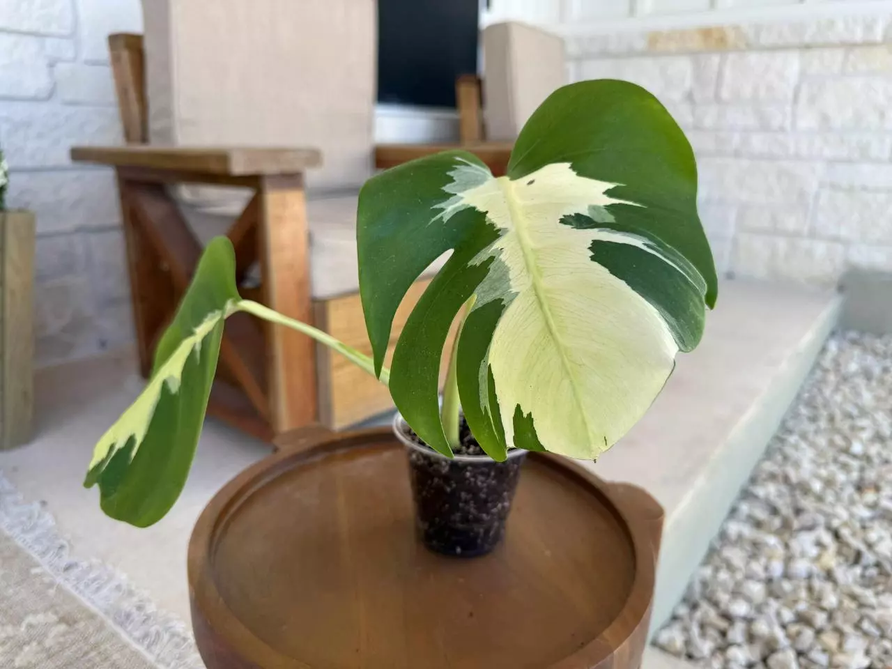 plant/Monstera Lava-1