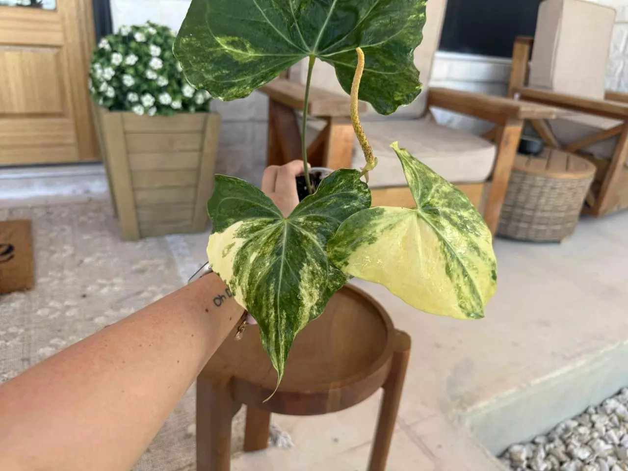 plant/Anthurium Pterodactyl Variegated-1