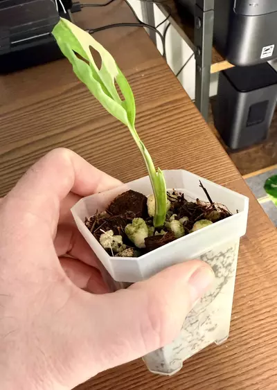 plant/Variegated Monstera Adansonii-2-thumbnail