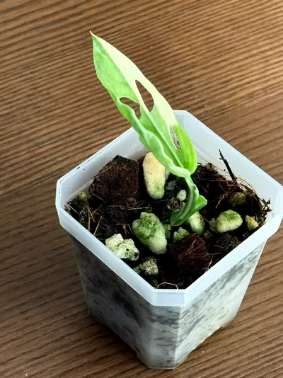 plant/Variegated Monstera Adansonii-0-thumbnail