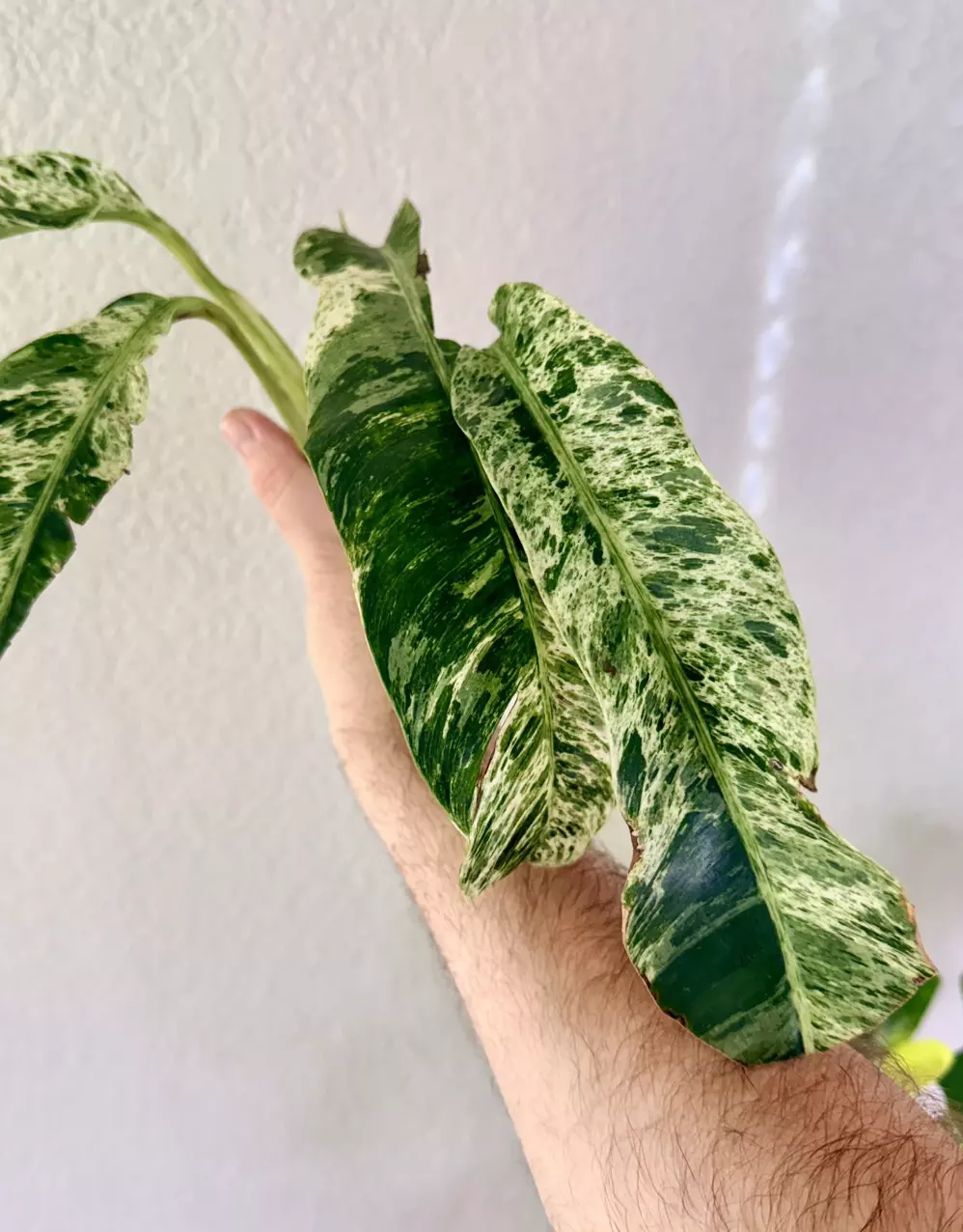 plant/Epipremnum Gigantum Variegated-1