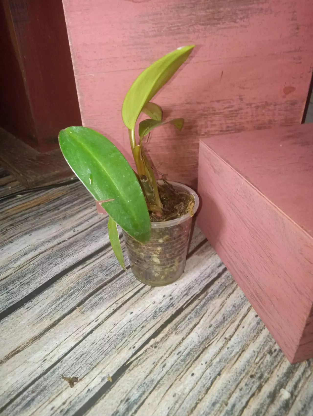 plant/Philodendron red emerald (0184)-1