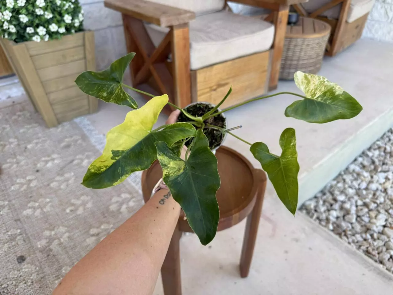 plant/Philodendron Williamsii Variegated-0