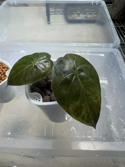 plant/Alocasia Wentii “Gold” (Aurea)-0-thumbnail