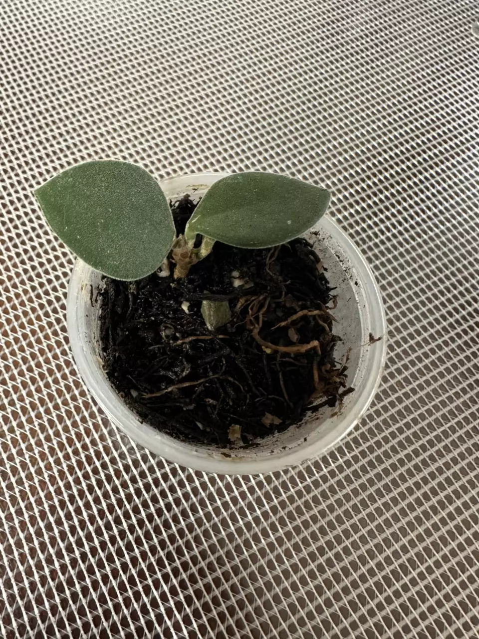 plant/Hoya nummaraloides-0