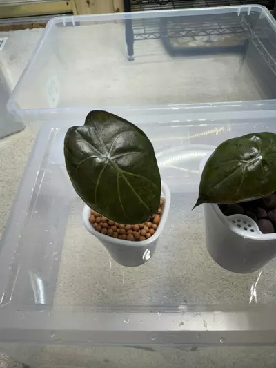 plant/Alocasia Wentii “Gold” Aurea-0-thumbnail