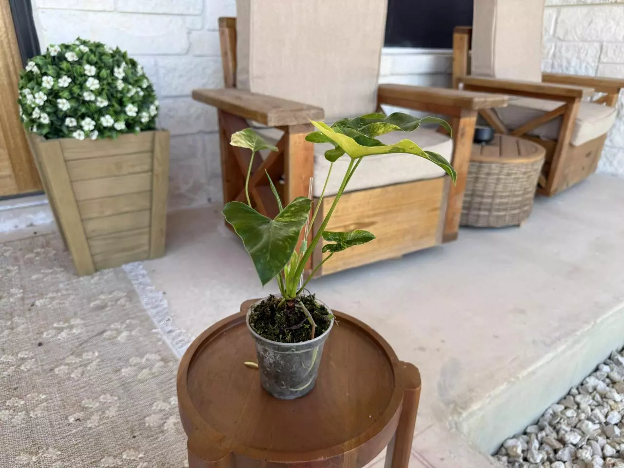 plant/Philodendron Williamsii Variegated-1