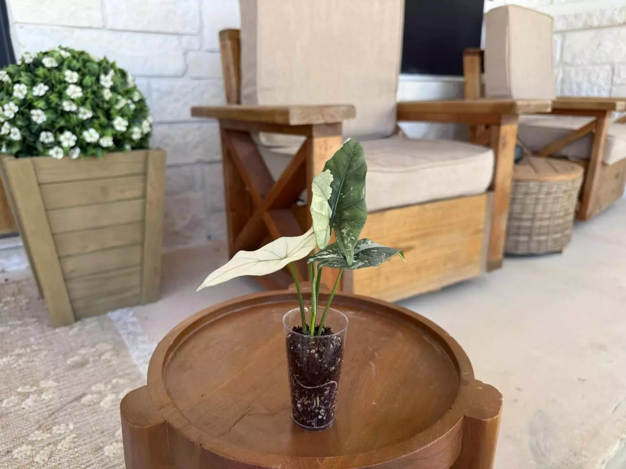 plant/Alocasia Simpo Albo-1