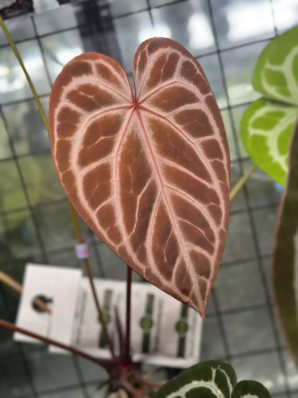 plant/Anthurium Seedling ( Silver Blush x Red Crystallinum - NSE ) x Michelle-1