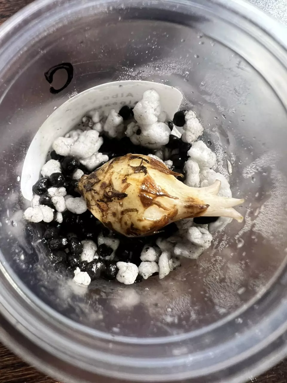 plant/Corm C - Albo Variegated Alocasia Maharani-2