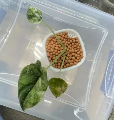 plant/Alocasia Dragon Scale Albo 3”-1-thumbnail