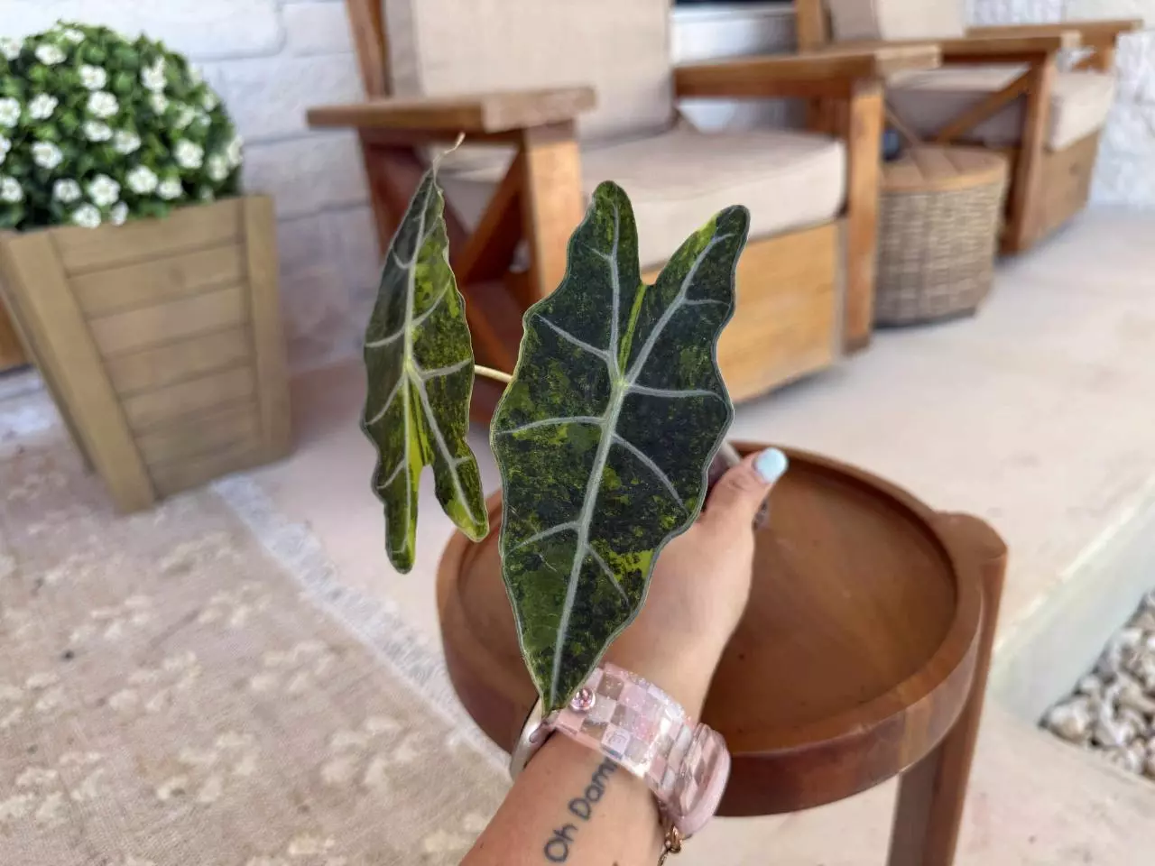 plant/Alocasia Sanderiana Bull Aurea-1