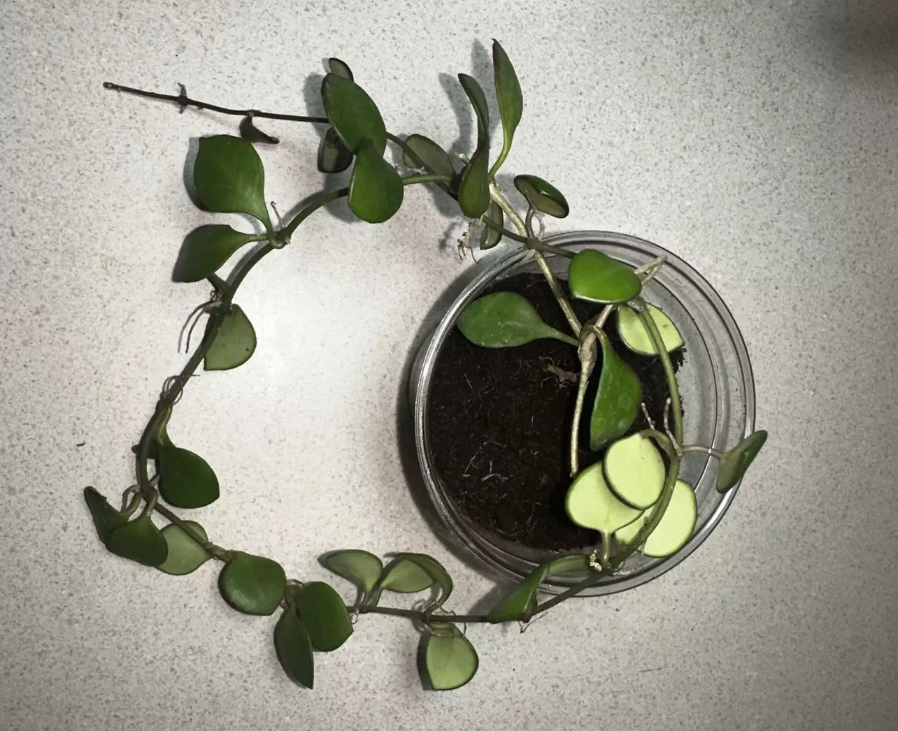 plant/Hoya Carmelae-1