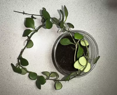 plant/Hoya Carmelae-1-thumbnail