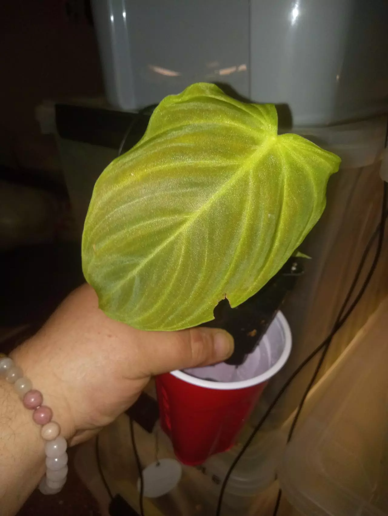 Philodendron splendid