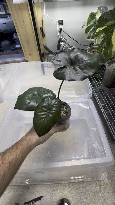 plant/Alocasia Yukatan Princess-0-thumbnail