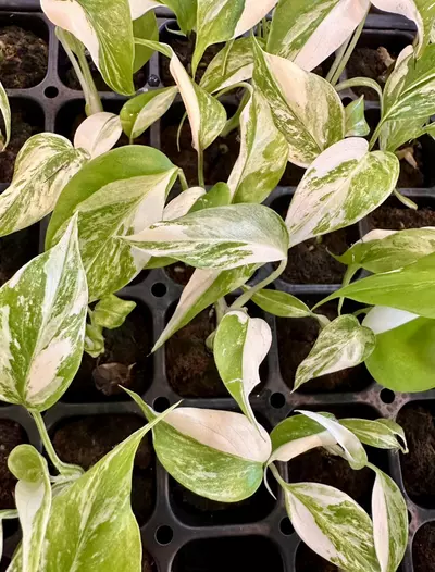 plant/ALBO MONSTERA BORSIGIANA - SELLER’S CHOICE-0-thumbnail