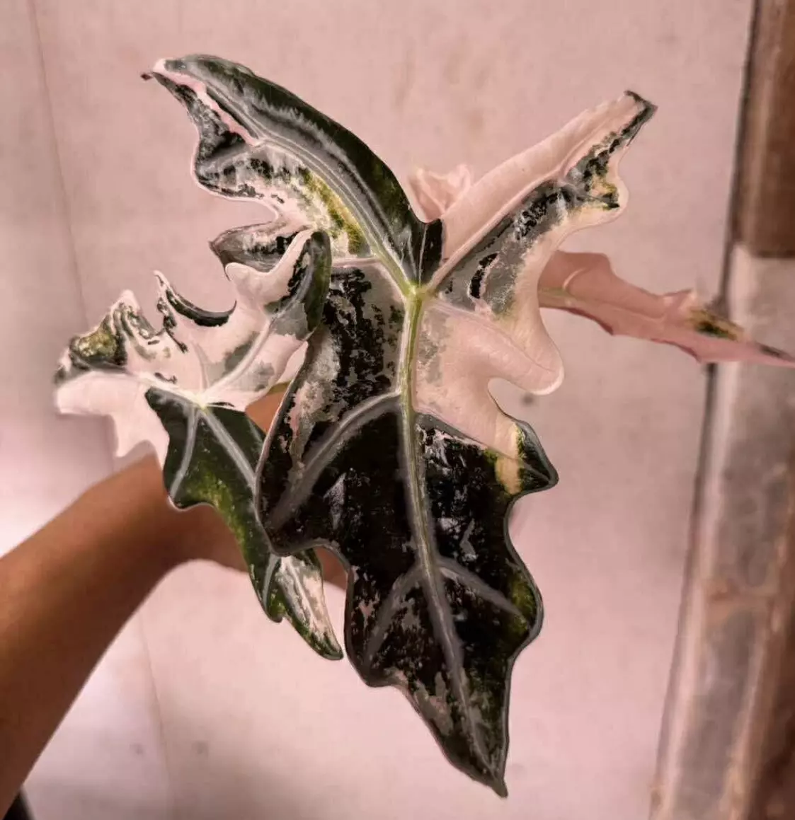 plant/Pink Nobillis K Corms-0