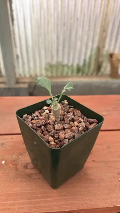 plant/PS416 Pelargonium klinghardtense-0-thumbnail