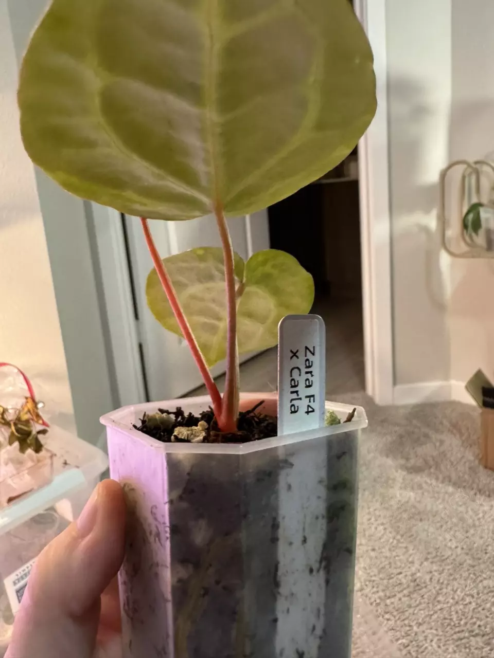 plant/Zara F4 x Carla-3