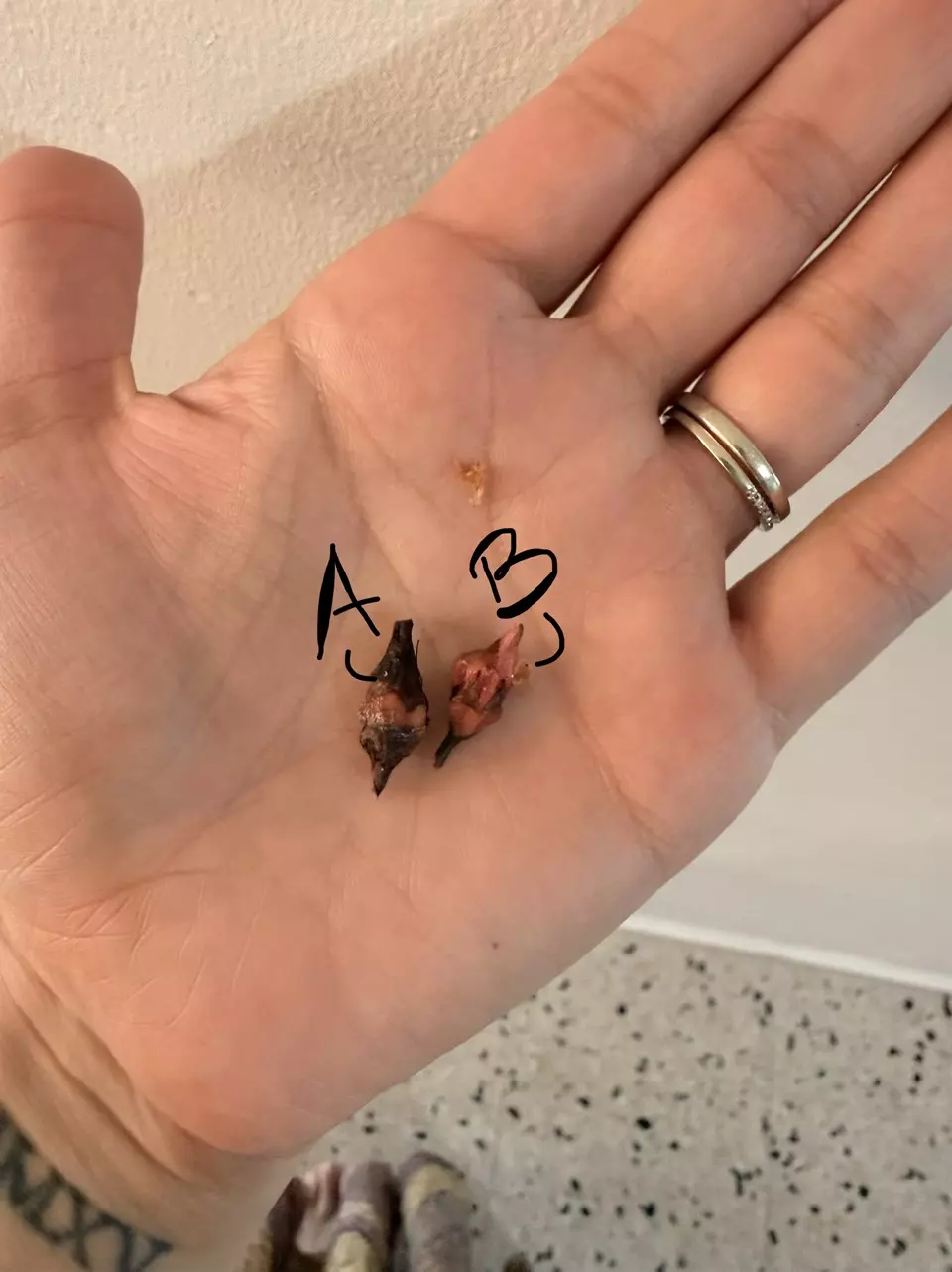 plant/Alocasia Pink Dragon Stardust Corm A (sprouting)-0