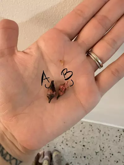 plant/Alocasia Pink Dragon Stardust Corm A (sprouting)-0-thumbnail