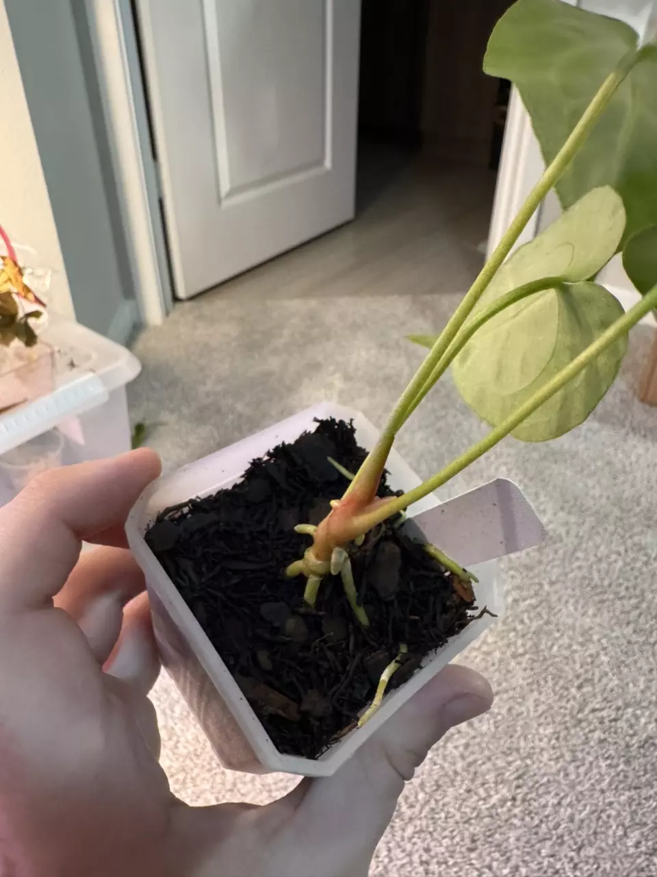 plant/Blue Velvet x MichelleZara-2