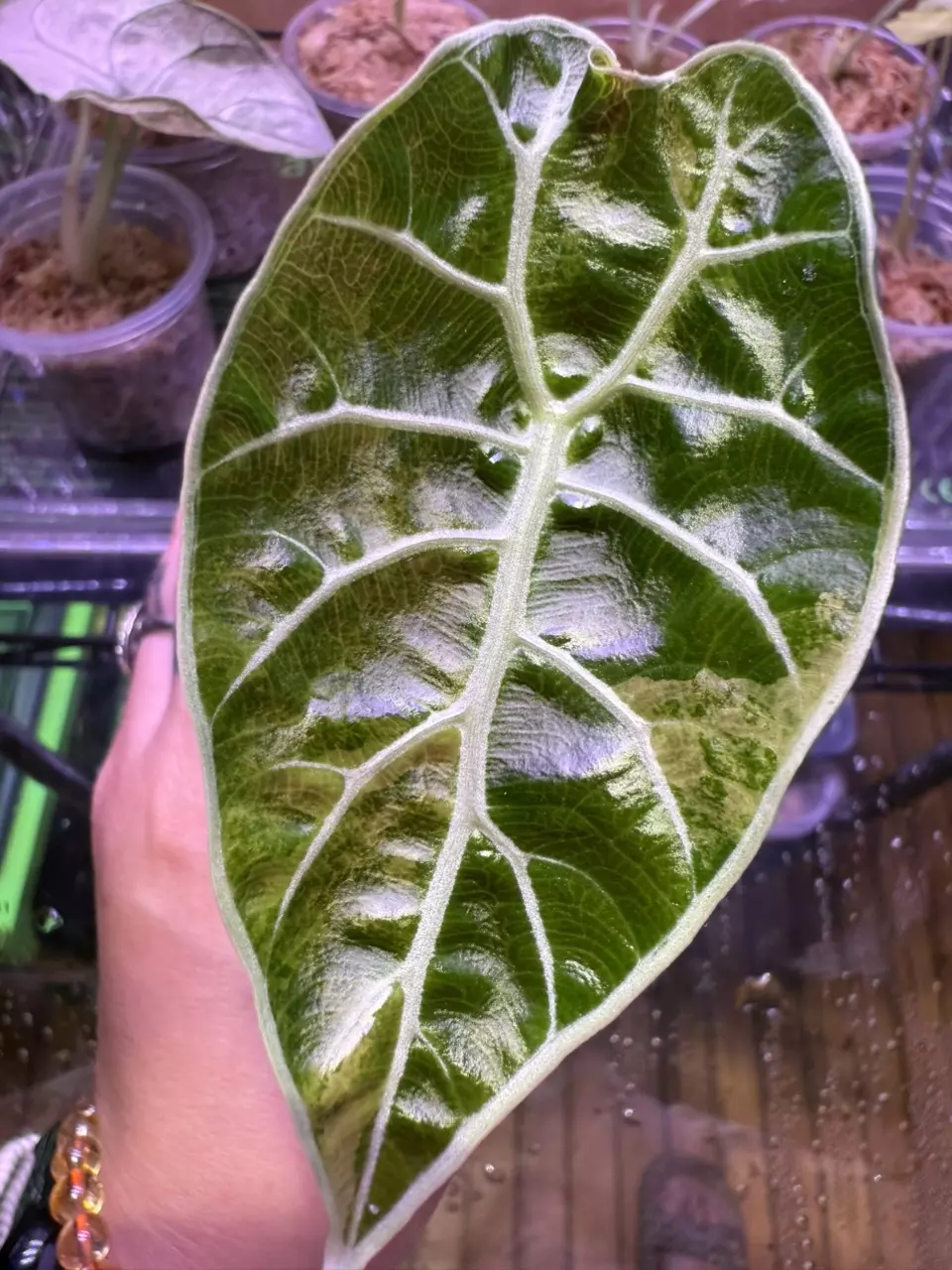 plant/Watsoniana Pink Doff-0