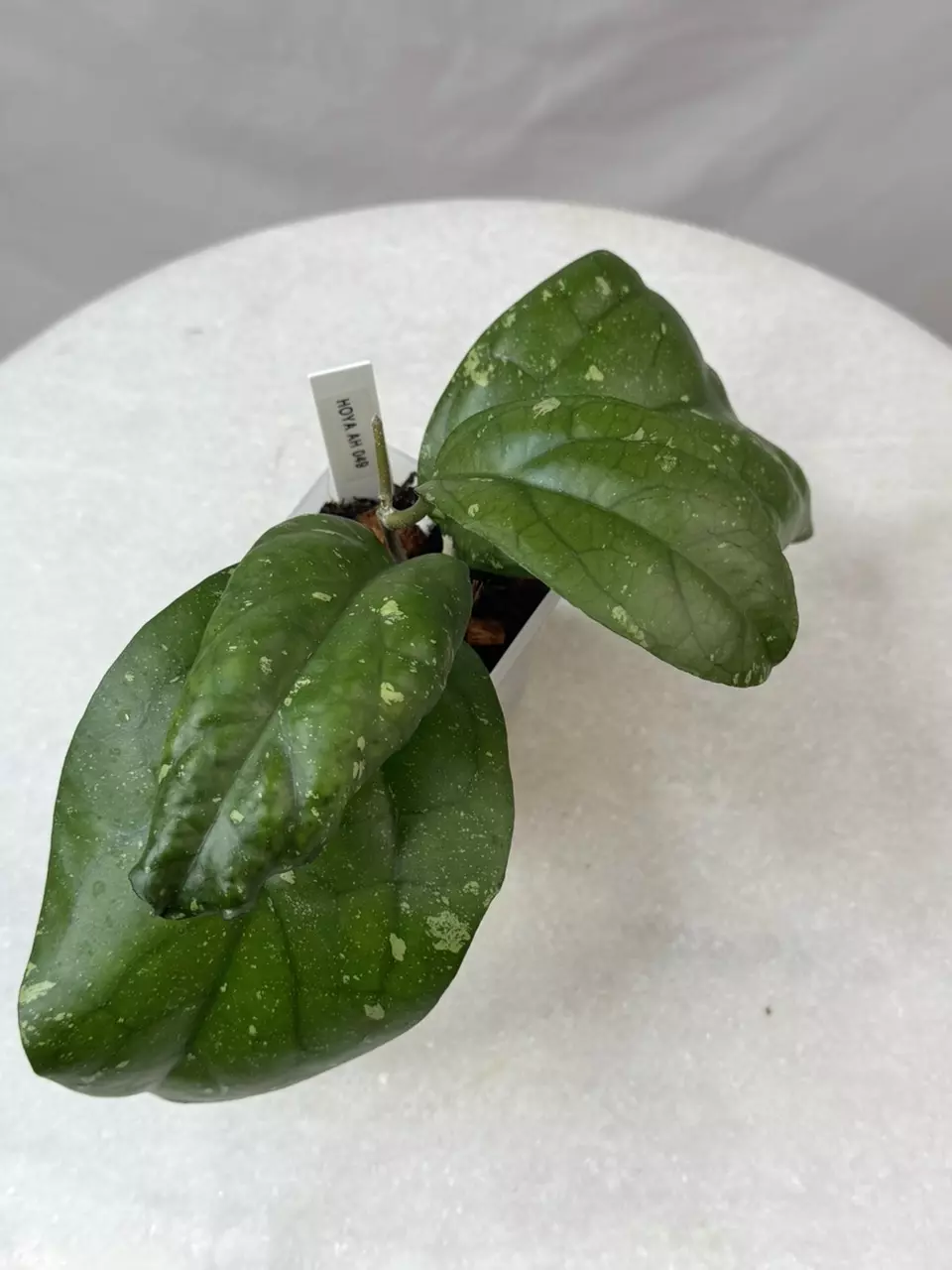 plant/Hoya AH 049 - 3 inch pot-0