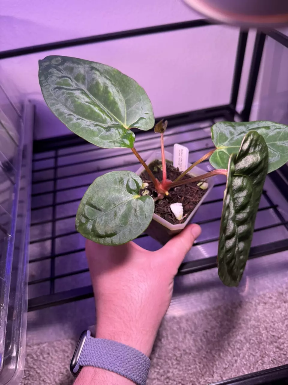 plant/Dorito s1 x ((Dress x Carla “Amanda”) x self)-1