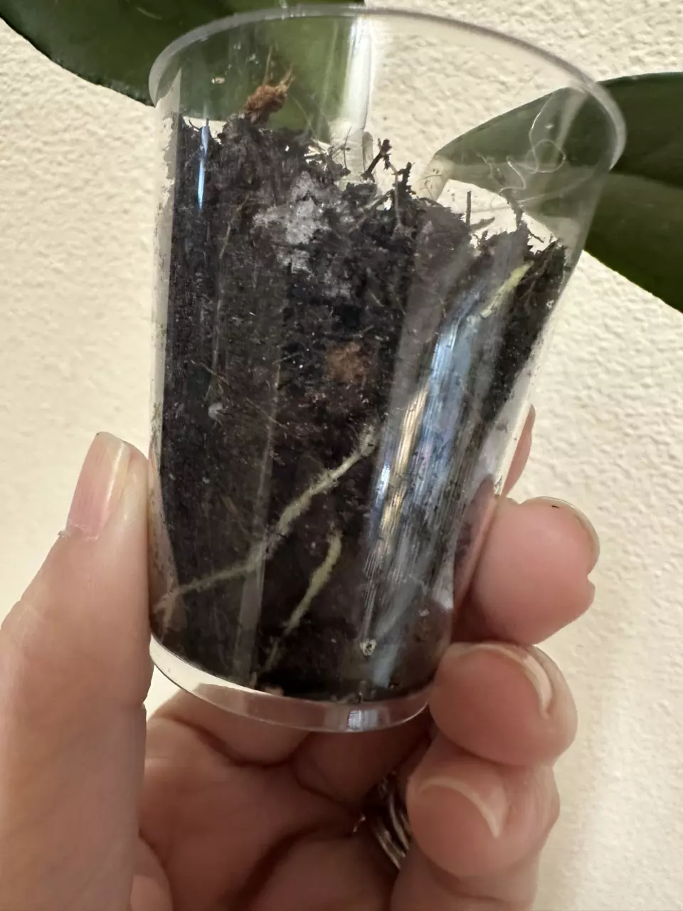 plant/Hoya sp Indonesia-2