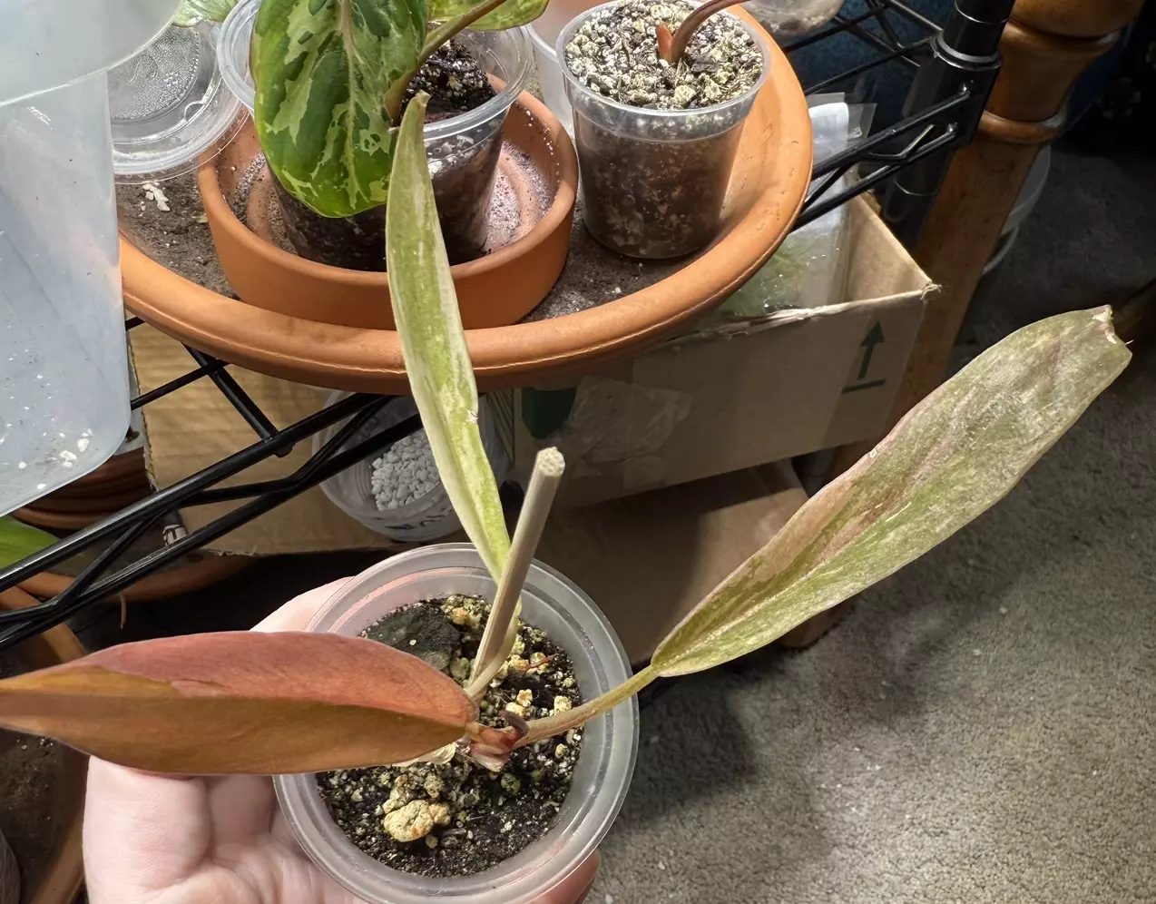 plant/Caramel marble-1