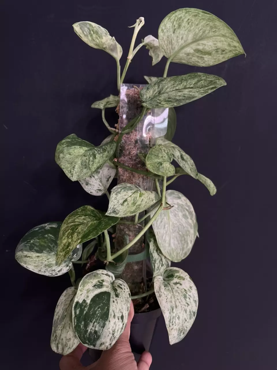 plant/Scindapsus Jade Marble-0