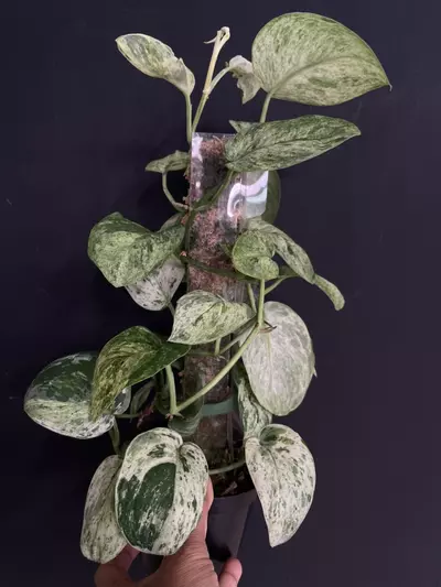 plant/Scindapsus Jade Marble-0-thumbnail