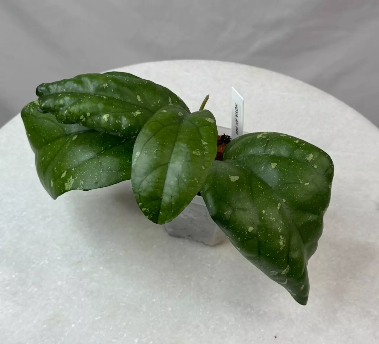 plant/Hoya AH 049 - 3 inch pot-2