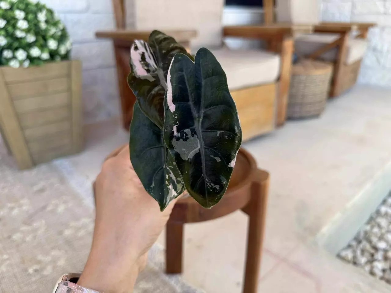 plant/Alocasia Pink Chantrieri-1