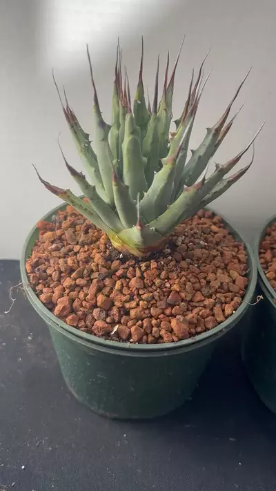plant/Agave Utahensis var Navadenesis-6-thumbnail