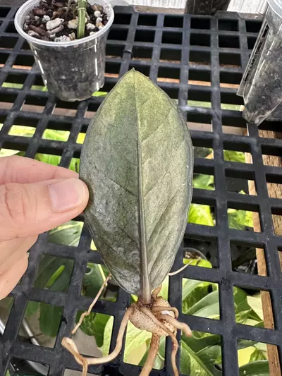 plant/ZZ Raven Variegated-1-thumbnail