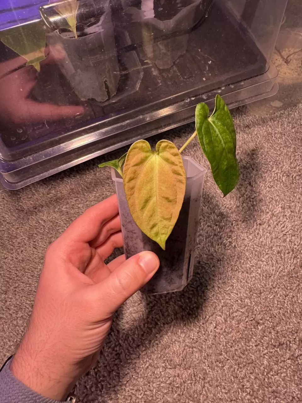 plant/Pap RA 2 x (Carla x sp Nov df)-0