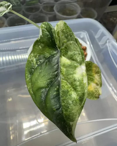 plant/Alocasia Dragon Scale Albo 3”-2-thumbnail