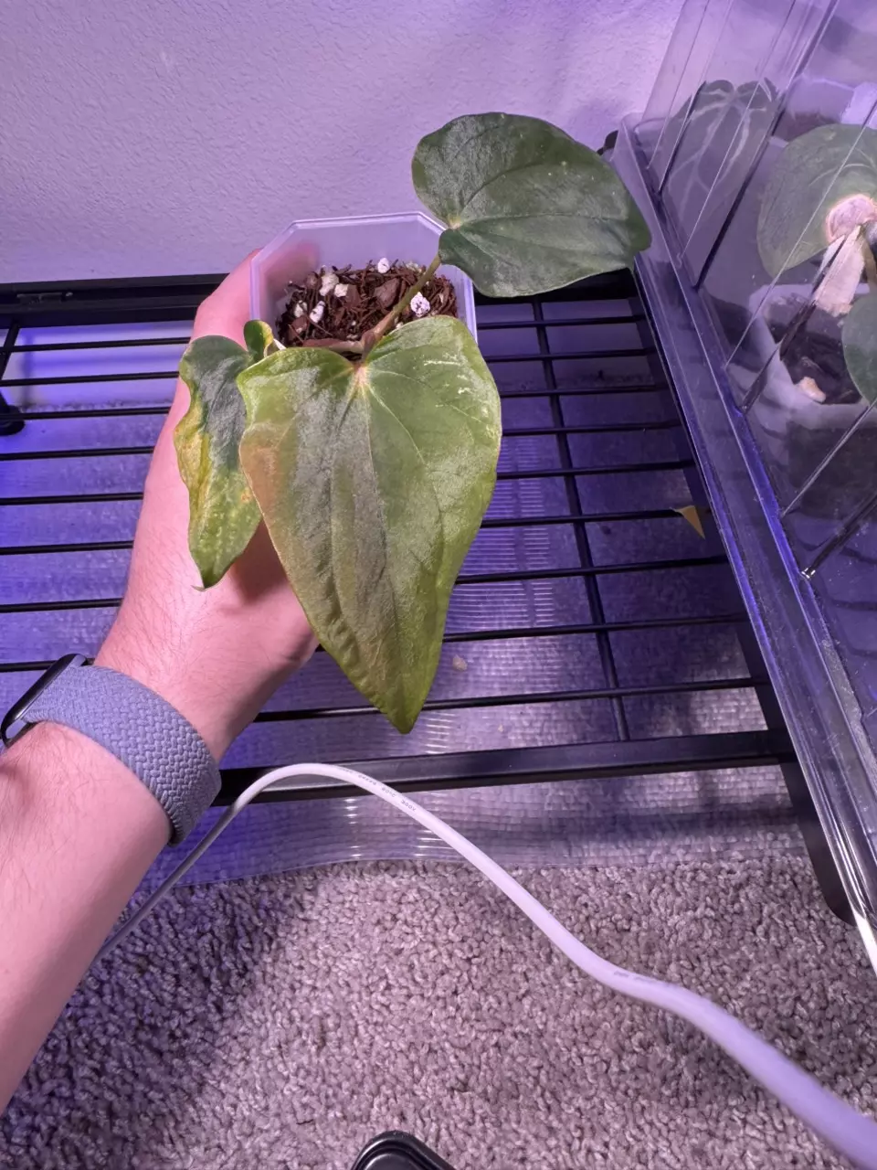 plant/(Dress “Oliver” x sp Nov Df) x RLFS “Dagger”-1