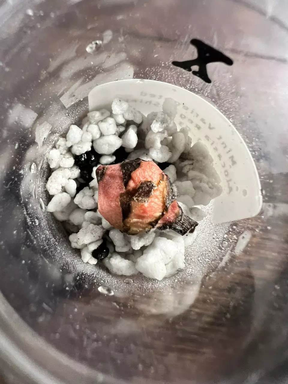 plant/Corm X - Mint Variegated Alocasia Regal Shield-2