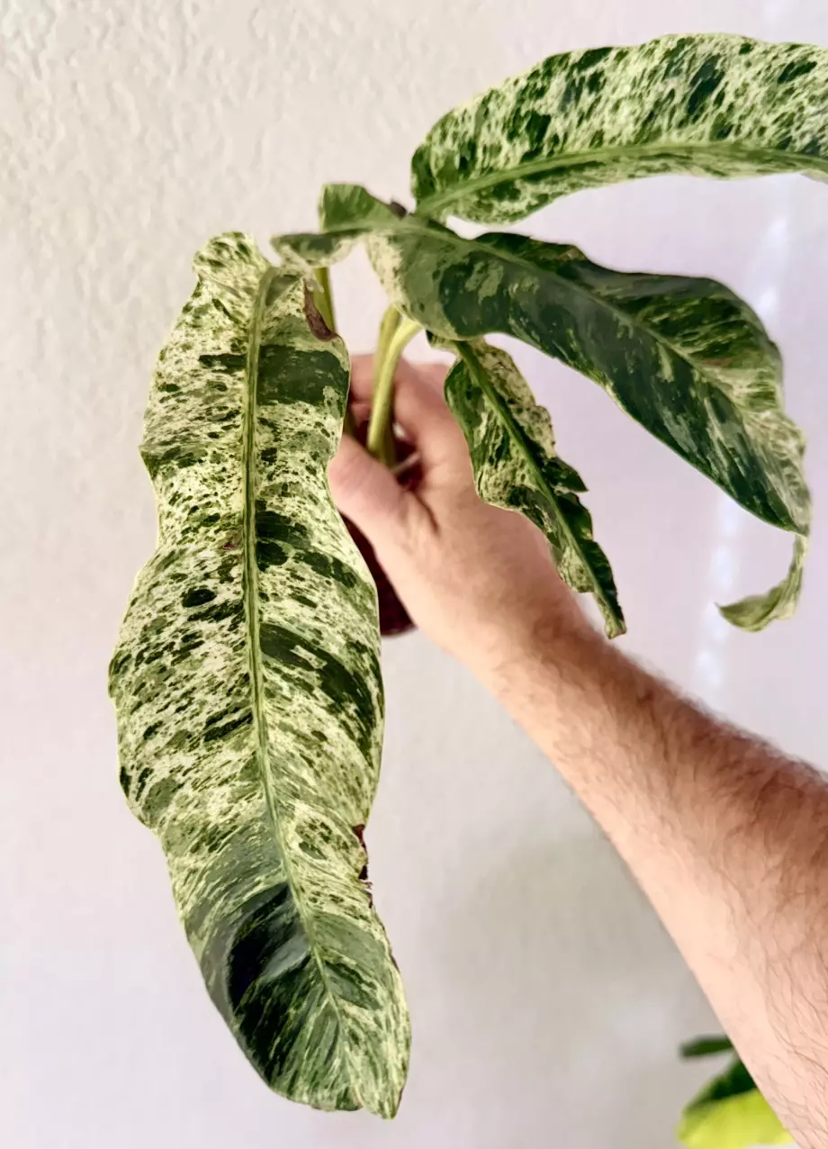 plant/Epipremnum Gigantum Variegated-0