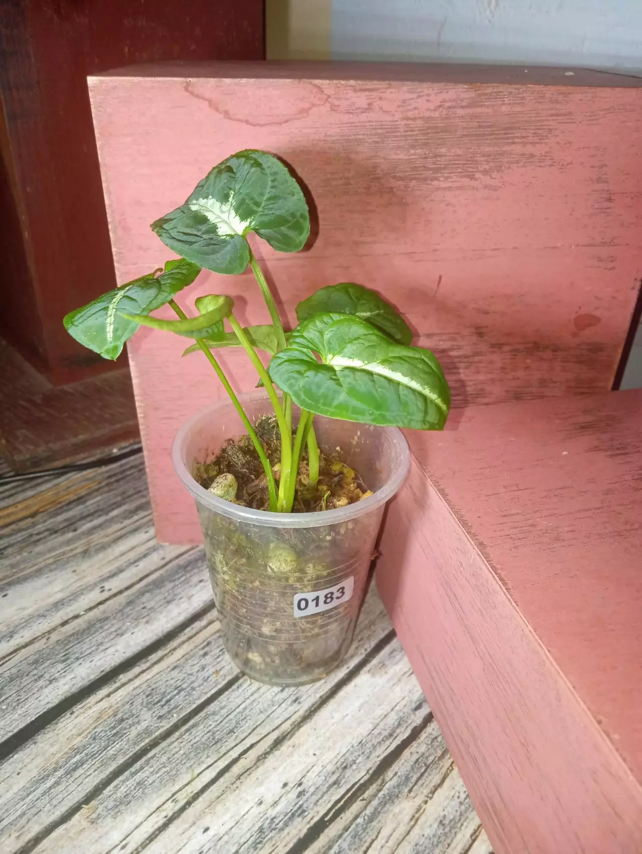 plant/Syngonium wendlandii (X2) (0183)-0