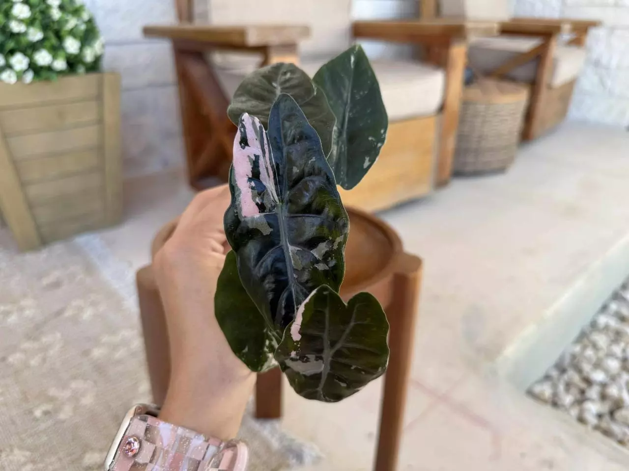 plant/Alocasia Pink Chantrieri-0