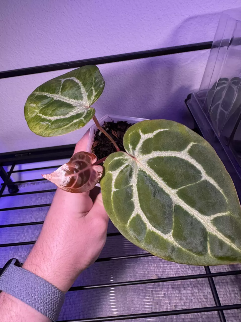 plant/Zara F4 x Carla-0