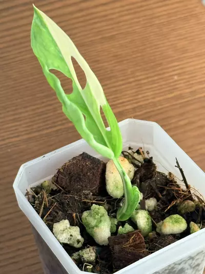 plant/Variegated Monstera Adansonii-1-thumbnail