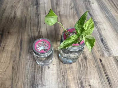 plant/Mason Jar Propagation Lid | Wide | Hot Pink-2-thumbnail