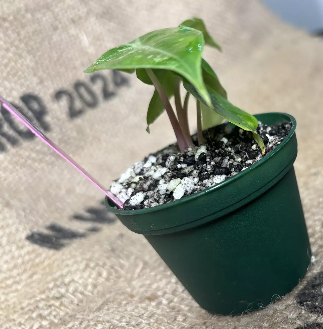 plant/***Unicorn RARE*** Alocasia Nairobi Night Variegated (Pink)-1